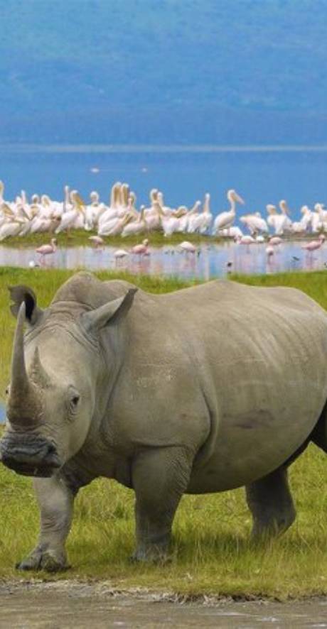 Serengeti (Great Migration) & Ngorongoro Crater
